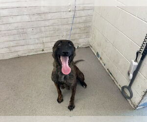 - Mix Dogs for adoption in San Bernardino, CA, USA
