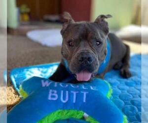 American French Bull Terrier Dogs for adoption in Queen Creek, AZ, USA