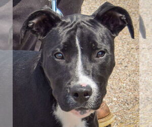 American Bulldog-American Staffordshire Terrier Mix Dogs for adoption in Huntley, IL, USA