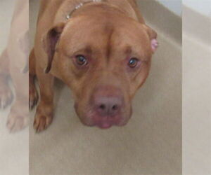 Staffordshire Bull Terrier-Unknown Mix Dogs for adoption in Derwood, MD, USA