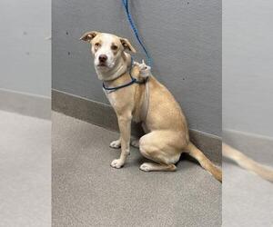 American Pit Bull Terrier-Unknown Mix Dogs for adoption in Las Vegas, NV, USA