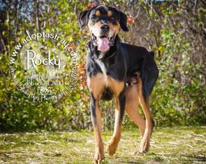 Rottweiler Dogs for adoption in Newport, KY, USA