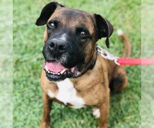 Boxer Dogs for adoption in Cumming, GA, USA