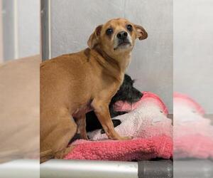 Chihuahua-Unknown Mix Dogs for adoption in Bakersfield, CA, USA