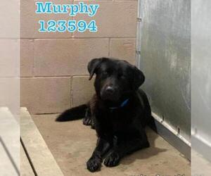 Labrador Retriever Dogs for adoption in Stephens City, VA, USA