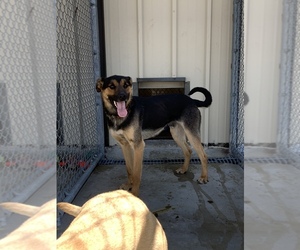 German Shepherd Dog Dogs for adoption in Rock Springs, WY, USA