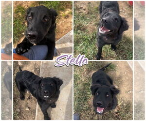 Mutt Dogs for adoption in Pierceton , IN, USA