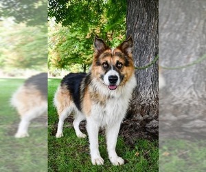 Great Pyrenees-Unknown Mix Dogs for adoption in Bellingham, WA, USA