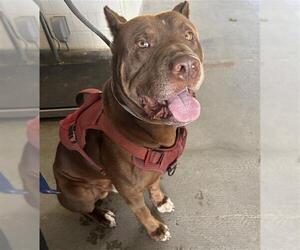 American Staffordshire Terrier-Unknown Mix Dogs for adoption in Camarillo, CA, USA