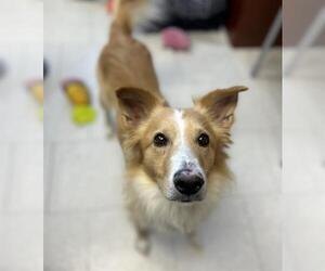 Border Collie-Unknown Mix Dogs for adoption in Chula Vista, CA, USA