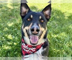 Mutt Dogs for adoption in Pueblo, CO, USA