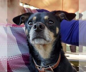 Chihuahua-Unknown Mix Dogs for adoption in Southampton, NY, USA