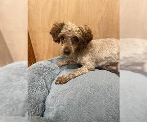 Poodle (Miniature)-Unknown Mix Dogs for adoption in Raleigh, NC, USA
