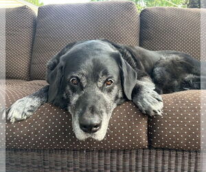 Mutt Dogs for adoption in Brooklyn Center, MN, USA