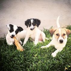 Dachshund-Unknown Mix Dogs for adoption in Cedar Creek, TX, USA