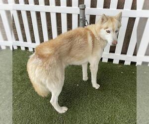 Siberian Husky Dogs for adoption in Modesto, CA, USA