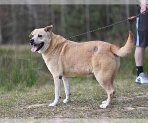 Golden Labrador Dogs for adoption in Lacombe, LA, USA