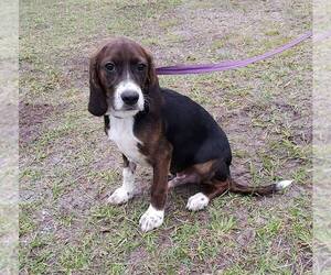 Bocker Dogs for adoption in Sanderson, FL, USA