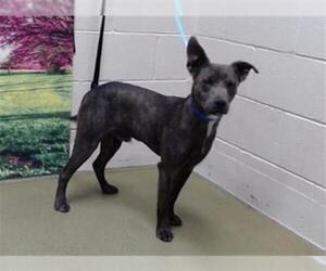 Labrador Retriever-Unknown Mix Dogs for adoption in Moreno Valley, CA, USA