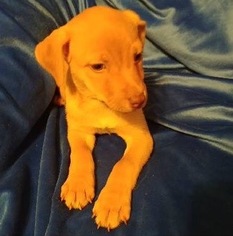 Medium Photo #1 Chi-Corgi Puppy For Sale in Von Ormy, TX, USA