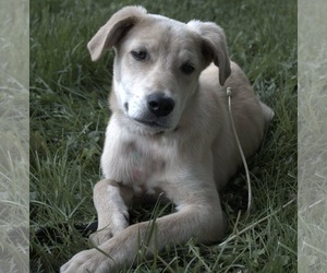 Labrador Retriever-Unknown Mix Dogs for adoption in Clinton , MI, USA