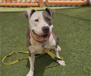 American Pit Bull Terrier-Unknown Mix Dogs for adoption in Las Vegas, NV, USA