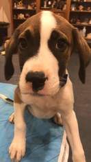Boxador Dogs for adoption in Runnemede, NJ, USA