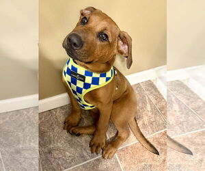 Coonhound-Labrador Retriever Mix Dogs for adoption in Princeton, MN, USA