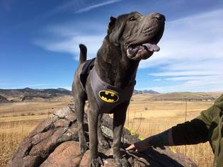Chinese Shar-Pei Dogs for adoption in Littleton, CO, USA