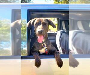 Mutt Dogs for adoption in Oklahoma City, OK, USA