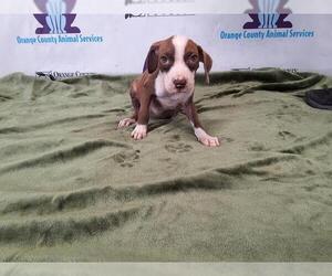 American Pit Bull Terrier-Treeing Walker Coonhound Mix Dogs for adoption in Orlando, FL, USA