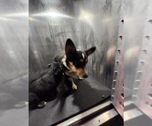 Cardigan Welsh Corgi-Unknown Mix Dogs for adoption in San Antonio, TX, USA