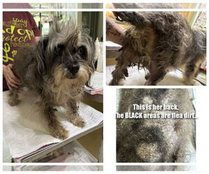 Poodle (Miniature)-Unknown Mix Dogs for adoption in Benton, LA, USA
