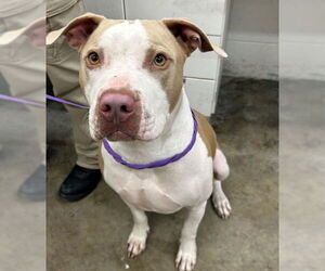 Staffordshire Bull Terrier Dogs for adoption in Naples, FL, USA