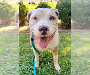 Mutt Dogs for adoption in Sacramento, CA, USA