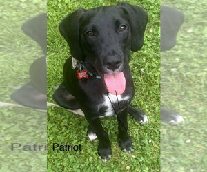 Labrador Retriever-Unknown Mix Dogs for adoption in Springdale, PA, USA