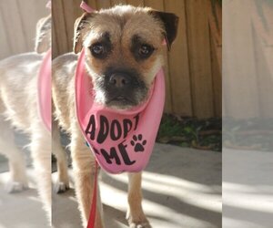 Pug-Unknown Mix Dogs for adoption in Orange, CA, USA