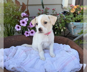 Labrador Retriever-Unknown Mix Dogs for adoption in Duluth, MN, USA