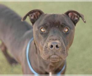 American Pit Bull Terrier Dogs for adoption in Orlando, FL, USA