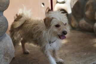 Maltese Dogs for adoption in Newport Beach, CA, USA