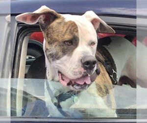 American Bulldog Dogs for adoption in Boca Raton, FL, USA