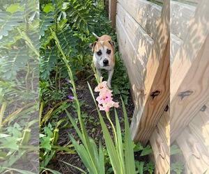 Mutt Dogs for adoption in Germantown, OH, USA