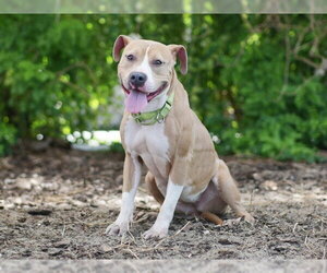 Labrador Retriever-Unknown Mix Dogs for adoption in Tavares, FL, USA
