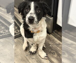 Border Collie-Unknown Mix Dogs for adoption in Mount Pleasant, SC, USA