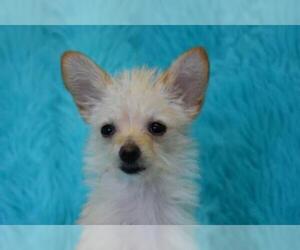 Maltese Dogs for adoption in Eureka, CA, USA