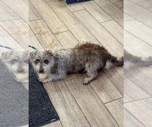 Mutt Dogs for adoption in Rowlett, TX, USA