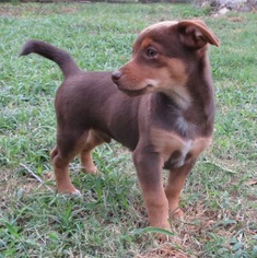 Toy Rat Doxie Dogs for adoption in Lafayette, LA, USA