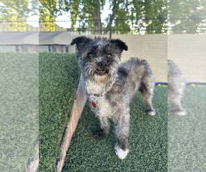 Mutt Dogs for adoption in Tempe , AZ, USA