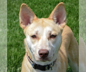 Basenji-Huskies Mix Dogs for adoption in Huntley, IL, USA