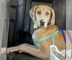 Great Dane-Unknown Mix Dogs for adoption in Vail, AZ, USA